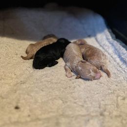 Poodle Puppies from Poodles on the Go