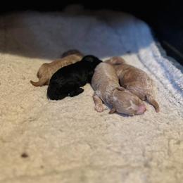 Poodle Puppies from Poodles on the Go