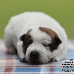 Charlie Girl 1 - Red speckled female Australian Cattle Dog puppy in Point, Texas from Lakylu Kennels
