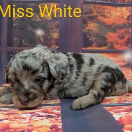 Miss White - Merle female Labradoodle puppy in Lebanon, Pennsylvania from Robertson's Retrievers and Doodles
