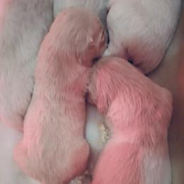 Girl 3 - Light golden female Golden Retriever puppy in Loveland, Colorado from Grateful Bernese & Gage's Goldens