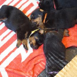 Rottweiler puppies from Mountain High Kennels