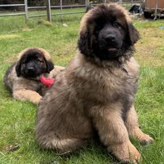 Leonberger Puppies from Tir na nOg Leonbergers
