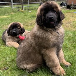 Leonberger Puppies from Tir na nOg Leonbergers