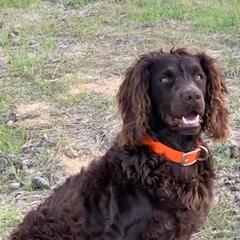 Boykin Spaniels from Five-Springs-Kennels