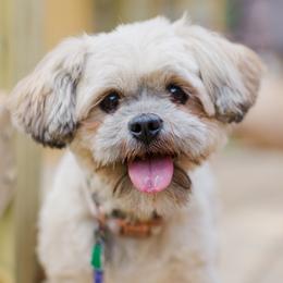 Sophie - Lhasa Apso