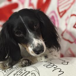 Rosie - Dachshund