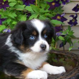 Mindy - Black tri female Miniature Australian Shepherd puppy in Atwood, Illinois from Buck-Run Puppies