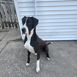 Reynee - Great Dane