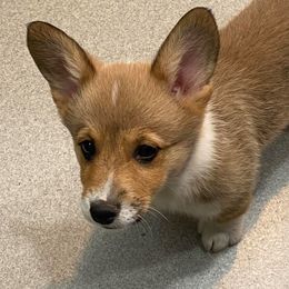 Pembroke Welsh Corgi Puppies from Red Elephant Farms