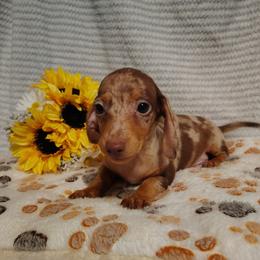 Charlie - Dapple male Dachshund puppy in Hudson, Michigan from Mittentail Kennel Miniature Dachshunds & Australian Shepherds