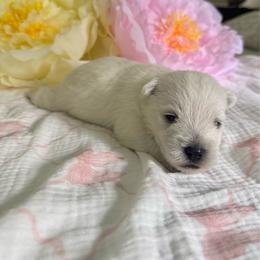 Female 2 - White female West Highland White Terrier puppy in Boaz, Alabama from Creekside Westies
