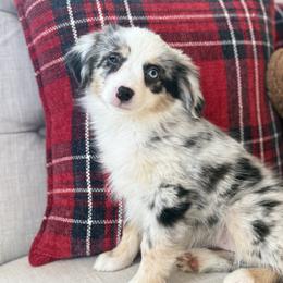 Belle - Blue merle female Miniature Australian Shepherd puppy in Granbury, Texas from Triple Cross Doodles