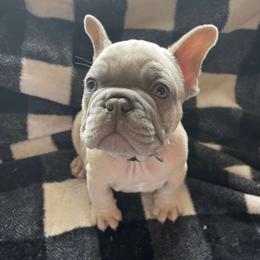Dark blue collar - French Bulldog puppy from West Tennesse Frenchies