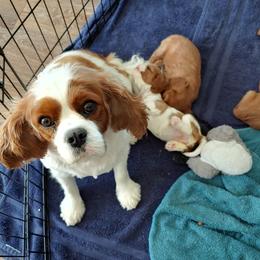 OLIVE - Cavalier King Charles Spaniel