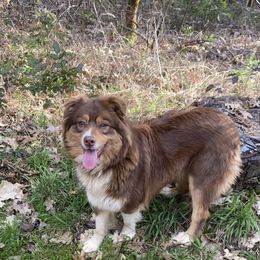 Australian Shepherd All Grown Up from Little Elder Creek Australian Shepherds