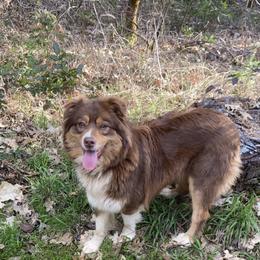 Australian Shepherd All Grown Up from Little Elder Creek Australian Shepherds