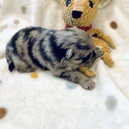 Boy 1 - Blue merle male Pomeranian puppy in Sherman, Texas from Wynter Wonderland Poms