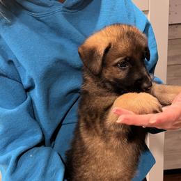 Beige collar - Sable female German Shepherd puppy in Rushsylvania, Ohio from Surgenor shepherds!