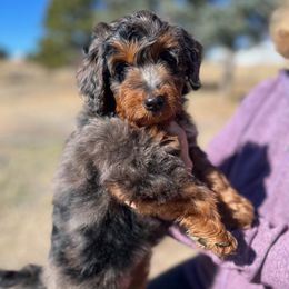 Aurora - Blue merle female Aussiedoodle puppy in Larimer County, Colorado from Puppy Love Doodles