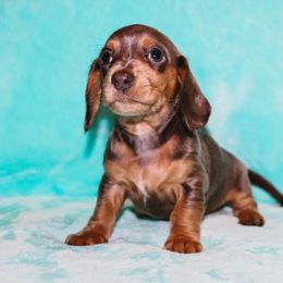 Blue Tan Male 1 - Gray (blue) and tan male Dachshund puppy in Coldwater, Mississippi from Mississippi Shorties Miniature Dachshunds