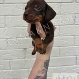 Orange - Chocolate and tan male Dachshund puppy in Brandon, Mississippi from A & N Kennels