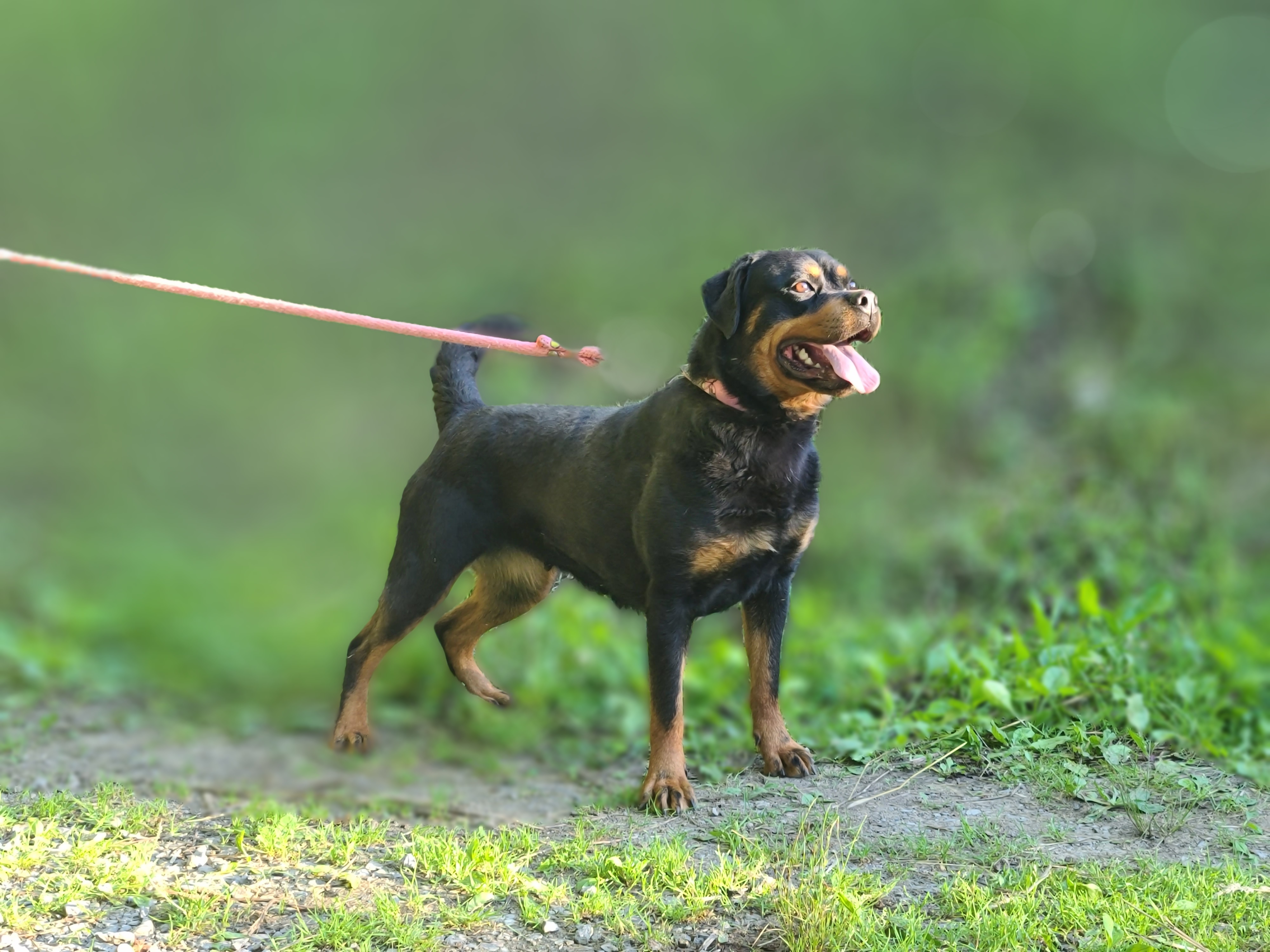Chinese Cresteds and Rottweilers from Long Rotts & Long Haul Cresteds