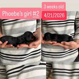 Phoebe's girl 1 - Black and tan female Dachshund puppy in Grand Junction, Michigan from J.C fur babies