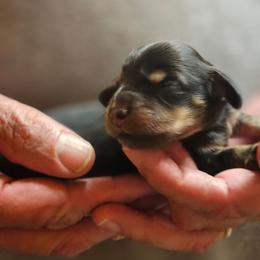 Mabel Black and cream brindle female - Brindle female Dachshund puppy in Trade, Tennessee from TN Miniature Dachshunds & Basset Hounds