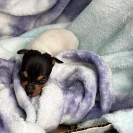 Girl 1 - White black and tan female Toy Fox Terrier puppy in Briggs, Texas from TAC Team Kennels