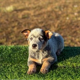 O3 4D Martini Shot - Blue speckled male Australian Cattle Dog puppy in Spokane, Washington from 4D Cattle Dogs