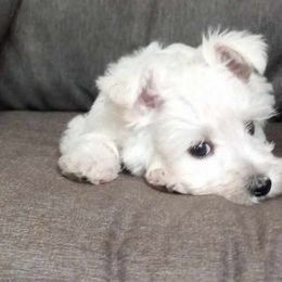 Girl 1 - Miniature Schnauzer puppy from Schnauzer Affinity