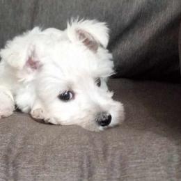 Girl 1 - Miniature Schnauzer puppy from Schnauzer Affinity
