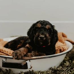 Bernedoodle, Goldendoodle, Poodle, and Sheepadoodle Puppies from Kerr Kanine Ranch
