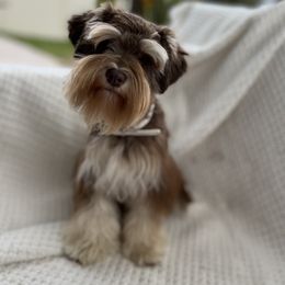 Eva - Miniature Schnauzer