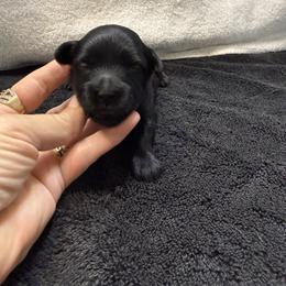 Midnight - Black male Havanese puppy in Bowling Green, Kentucky from Denise Clark