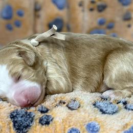Cream - Red male Bernedoodle puppy in Yuciapa, California from AlltheDoodlez_
