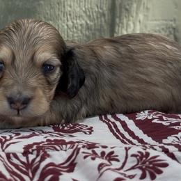 Mario - Cream male Dachshund puppy in Fredricktown, Missouri from Ivy Cream Dachshunds