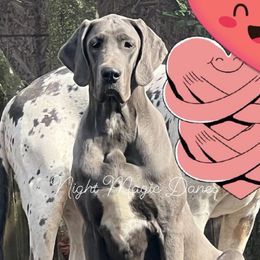 Sassy - Great Dane