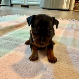 Princess - Black and rust female Miniature Pinscher puppy in Eatonton, Georgia from TNT Puppies
