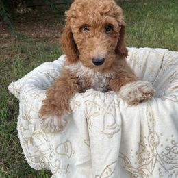 Peanut Butter - Goldendoodle puppy from Golden Pine Designer Doodles