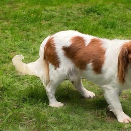 Pumpkinspice - Cavalier King Charles Spaniel