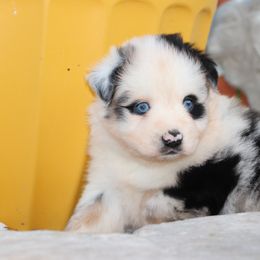 Skipper - Blue merle male Miniature Australian Shepherd puppy in Goliad, Texas from Sassy Lil Aussies and Diamond W Poodles