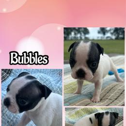 Bubbles - Brindle and white female Boston Terrier puppy in Brazos Point, Texas from TX Southern Belle Bostons