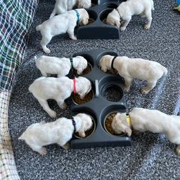 Boy 1 - male Spinone Italiano puppy in Wyoming, Michigan from Seven Pines Spinone