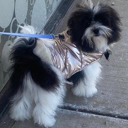 Havanese from Laura Bertone's Havanese Puppies