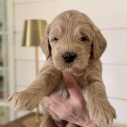 Goldendoodle Puppies from King Family Doodles