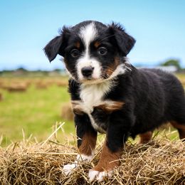 Miniature Australian Shepherd Puppies from Lost Coast Aussies