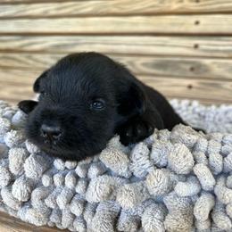 Colby - Black male Miniature Schnauzer puppy in Dawson, Georgia from Faith Farm Miniature Schnauzers
