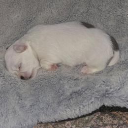 Boy 3 - Blue and white male Chihuahua puppy in Reidsville, North Carolina from Kristims Chihuahuas